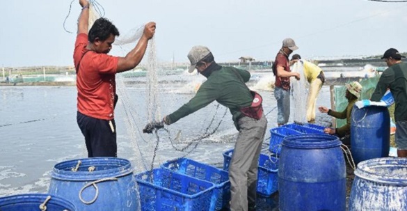 Mengenal Tambak Kayanesia di Cikalong