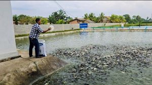Doni Ferdian, Berkelompok Budidaya Sekaligus Pakan Mandiri Patin