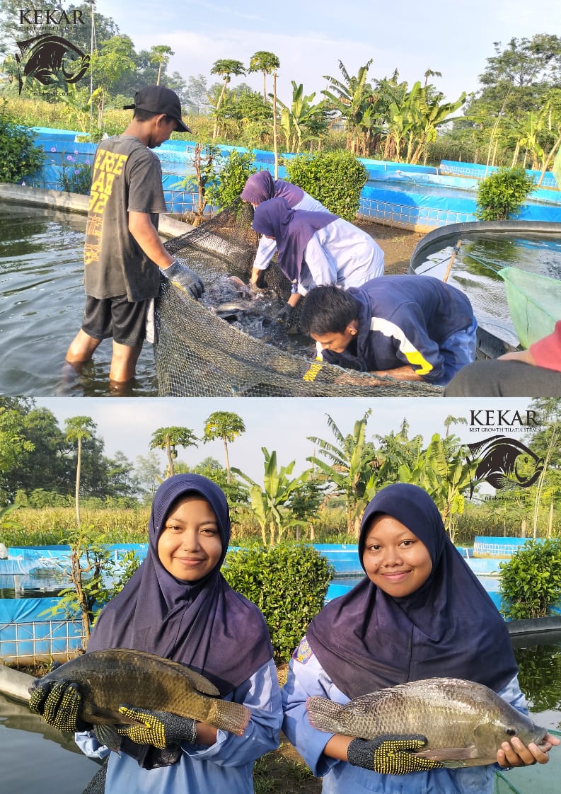 Praktif Fish Welfare di Hatchery Nila