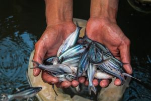 Meraup Untung dari Pendederan Benih Patin