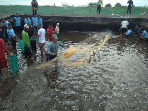 Butamira, Mini Pond Solution from Home