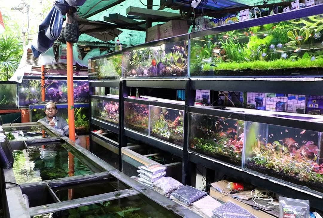 Sumenep Market, Jakarta’s Hidden Gem of Ornamental Fish