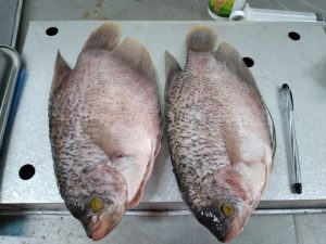 Dori Frozen Bangun Ekosistem dan Kesejahteraan