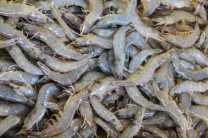 Udang RI Menanjak di Pasar AS