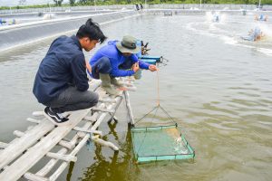 Pentingnya Data Treatment di Budidaya Udang