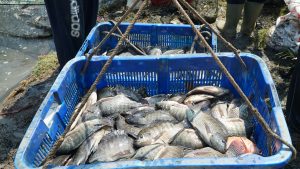 Antibiotik: Praktik Normal Berbuah Soal