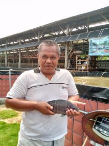 Budidaya Cerdas Hasilkan Nila Premium