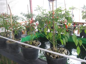 Keuntungan Tersembunyi Sistem Akuaponik (Part 1)