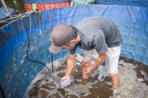 Nila Bioflok Sipanen Tanpa Molase