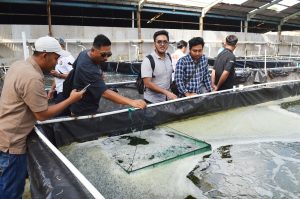 Kualitas Benur dan Rutinitas PCR Hindarkan Penyakit