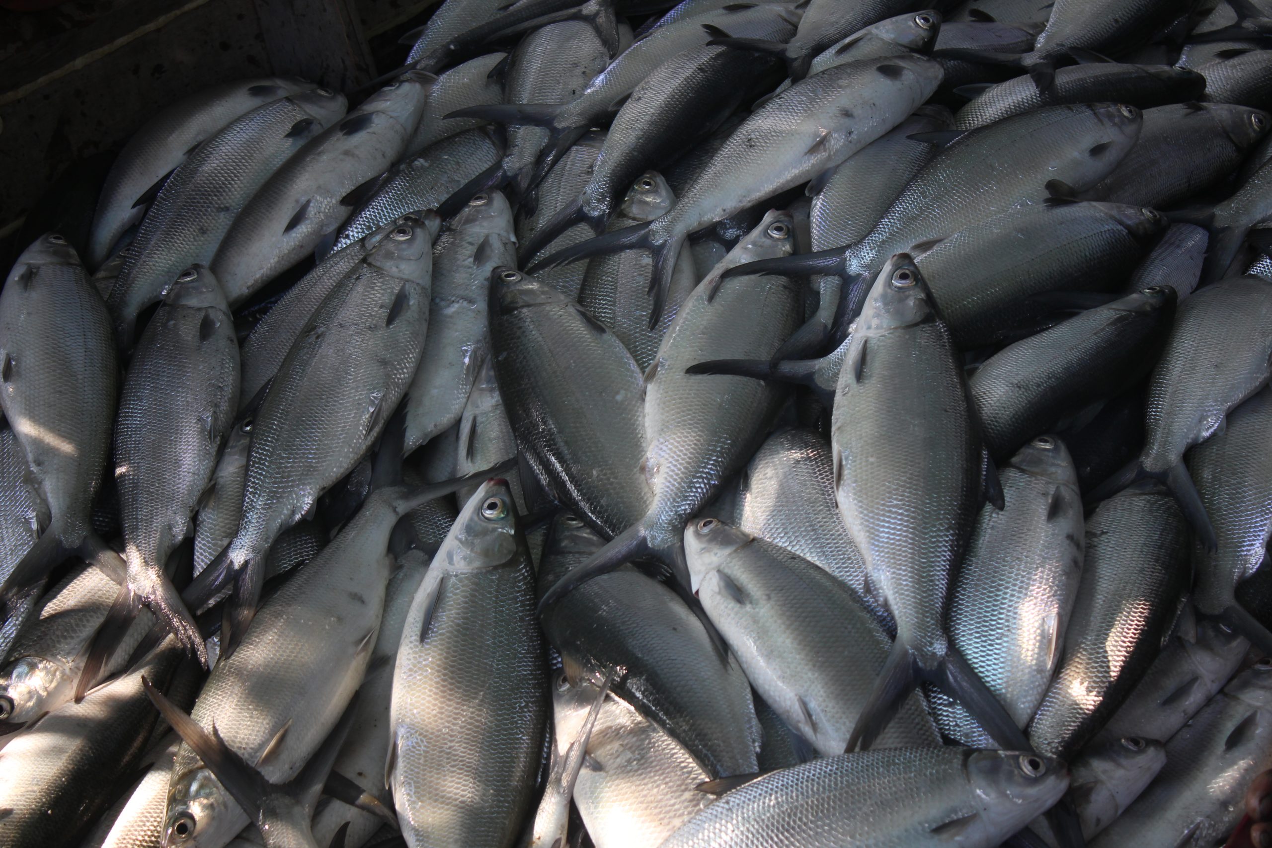 Harga Ikan Naik Turun Mendekati Kemerdekaan