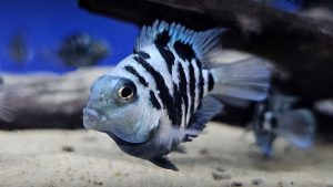 Blue Polar Parrot, Primadona Baru Ikan Hias