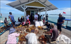 Hilirisasi Rumput Laut Jangan Sampai ‘Membosankan’