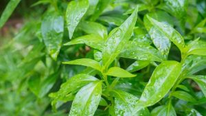 Kesiapan Pakan Fungsional Penuhi Nutrisi Akuatik