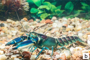 Menawannya Dusty Crayfish, Lobster Air Tawar Papua