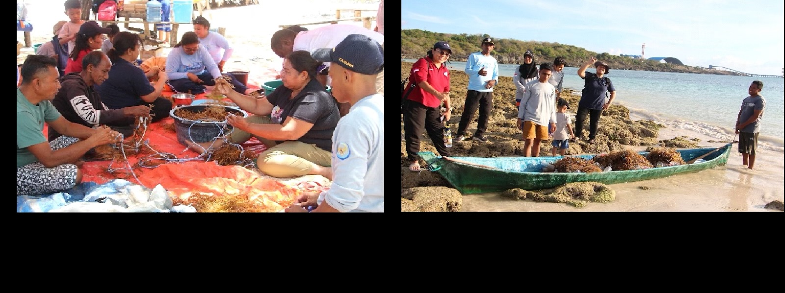Skema proses seleksi varietas rumput laut hasil penelitian Kusuma et al (2025) yang diterapkan bersama masyarakat pesisir Desa Lifuleo
