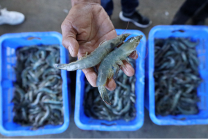 Gerakkan BUMDes untuk Tambak Udang