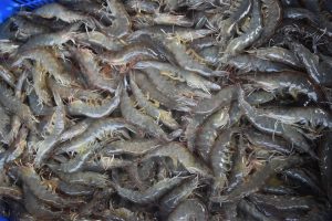 Udang Indonesia Terjepit Tarif 19%