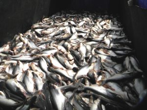 Berkat Patin, Pembudidaya Cirata Berjaya