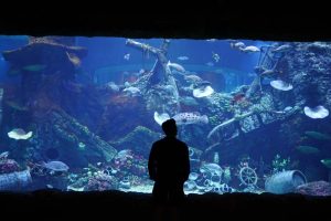 BXSea Bagi Penghobi Suasana Bawah Laut