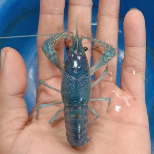 Rahasia Jenis Lobster Buat Penghobi