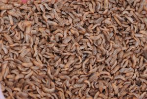 Maggot BSF Profitabilitas Menggiurkan