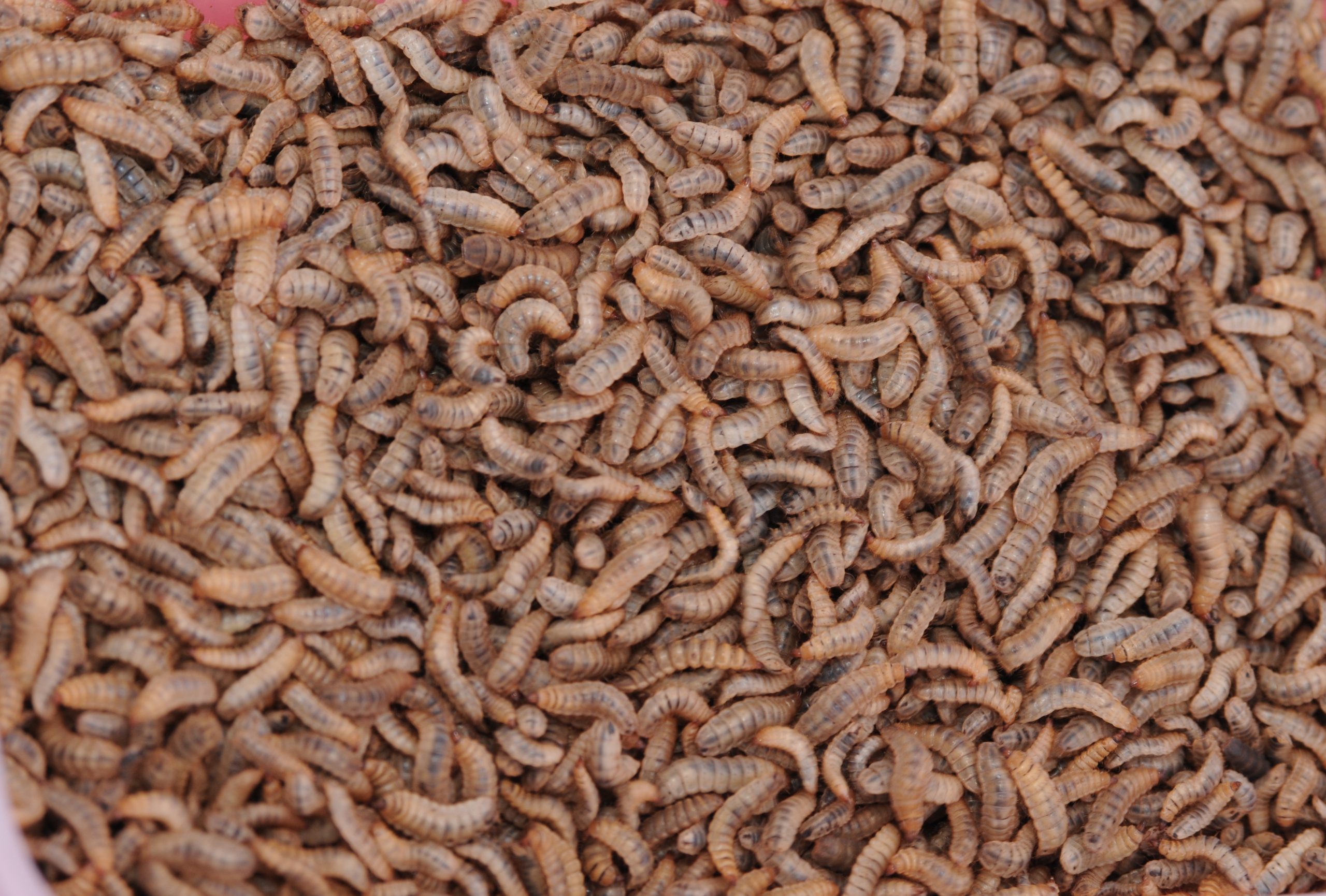 Maggot BSF Profitabilitas Menggiurkan