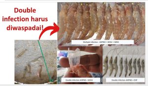 Dongkrak Udang dengan Penyakit VS Probiotik