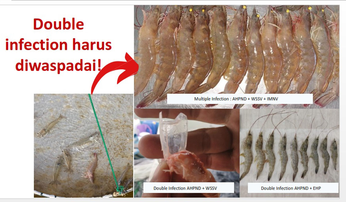 Dongkrak Udang dengan Penyakit VS Probiotik