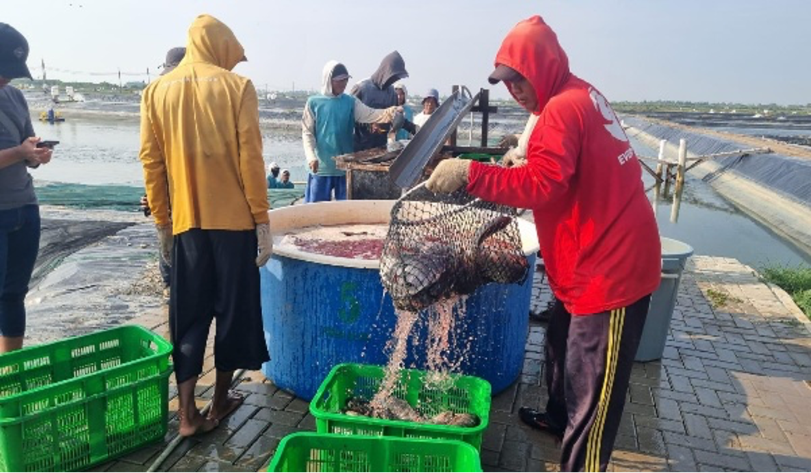 Nila Salin untuk Revitalisasi Tambak Mangkrak