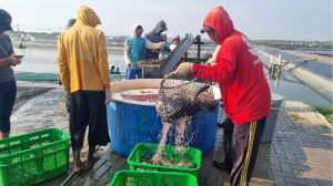 Kembangkan Nila Salin, untuk Revitalisasi Tambak