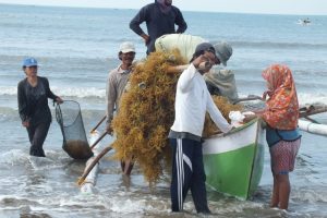 Fokuskan Hilirisasi Rumput Laut pada Hidrokoloid