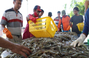Udang Windu Bioflok Kunci Sukses Petambak Milenial
