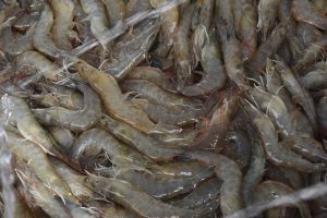 Landai Impor Udang AS di Akhir 2024