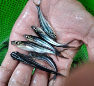Sutiman,  Patin Ubah Serabutan Jadi Keuntungan