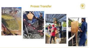 Multi Aksi Cegah Penyakit Udang