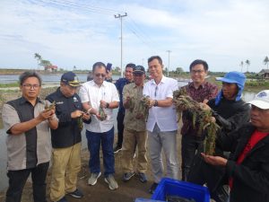 Prospektif Udang dengan Petokolan