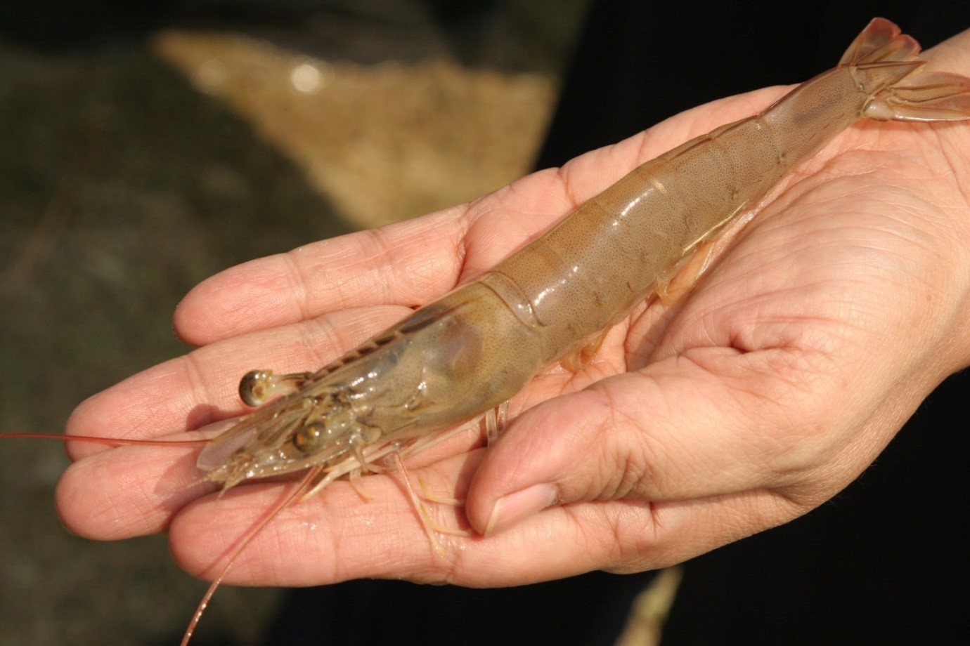 Ketika Tarif Jadi Ujian, Bukan Penghalang