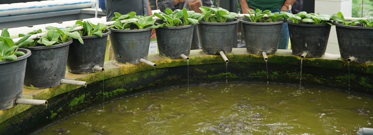 Sistem ‘Pengairan’ Ala Akuaponik