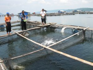 Transformasi Pakan Fungsional Berbahan Baku Lokal