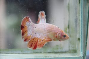 Cupang Hias, Si Pemersatu Bangsa Rambah Mancanegara