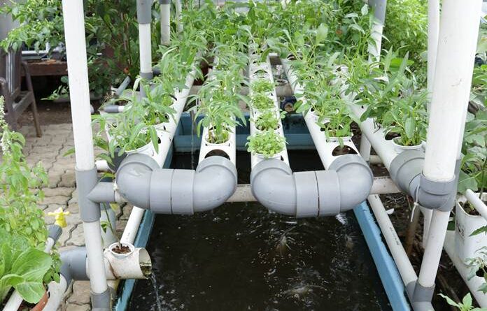 Untung Bersih dari Akuaponik