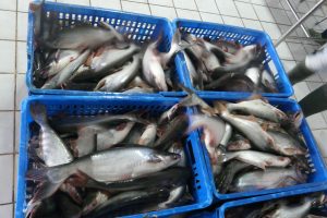 Wide Market Coverage, Patin 2025 Still Promising