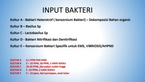 Berharap Udang Pulih, Petambak Kembali Sugih