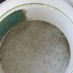 Pasang Surut Nener di Gerokgak