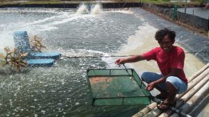Agar Kinerja Industri Udang Semakin Tidak Terperosok