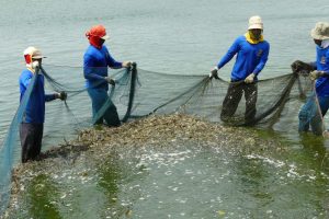 Shrimp Prospective with Nursery