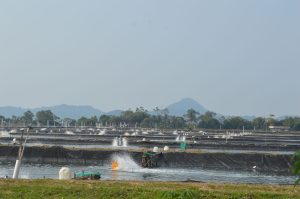 Sharing Strategies to Prevent Shrimp Disease