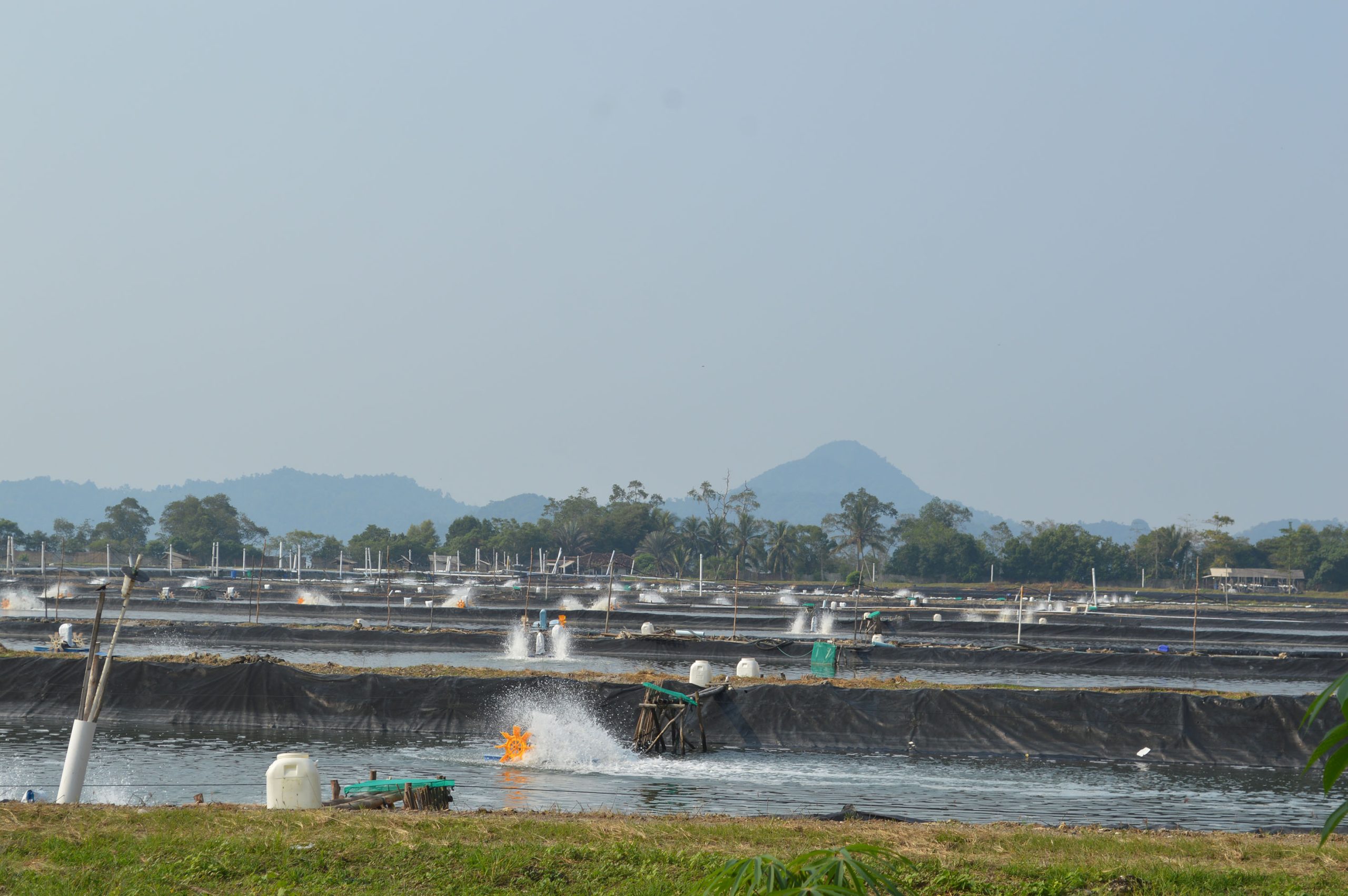 Sharing Strategies to Prevent Shrimp Disease