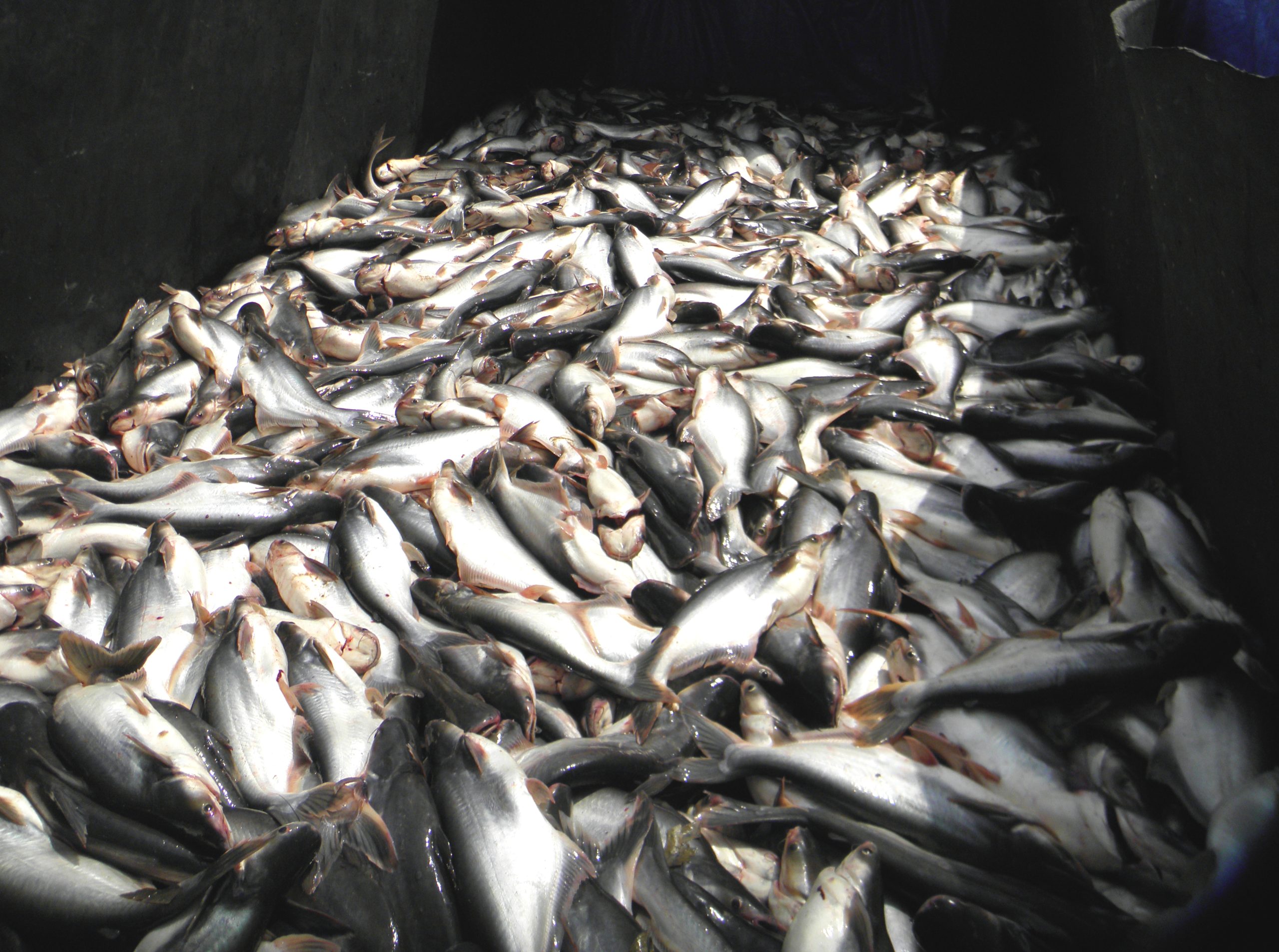 Thanks to Pangasius, Cirata Farmers Succeed